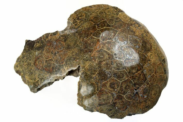 Polished Fossil Coral (Actinocyathus) Head - Morocco #159287